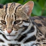 DNA Reveals Cats in Ancient China Were a Different Species Altogether : ScienceAlert