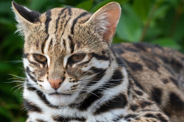 DNA Reveals Cats in Ancient China Were a Different Species Altogether : ScienceAlert