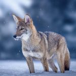 De-extinction was big news in 2025 – but didn’t live up to the hype