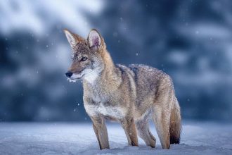 De-extinction was big news in 2025 – but didn’t live up to the hype