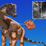 Dinosaurs like Diplodocus may have been as colourful as birds