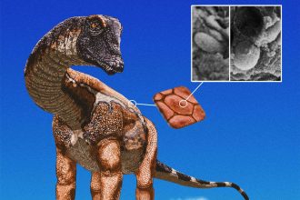 Dinosaurs like Diplodocus may have been as colourful as birds