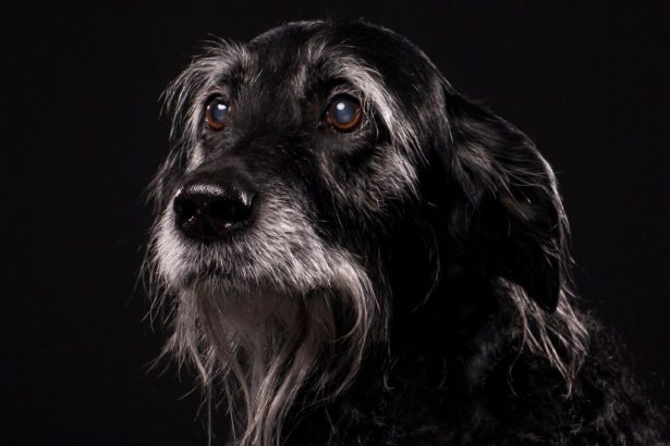 Dog Dementia Is More Common Than You Think. Here’s What to Look Out For. : ScienceAlert