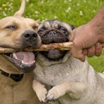 Dogs may make us more caring and sociable by changing our microbiome