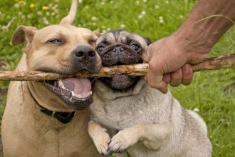 Dogs may make us more caring and sociable by changing our microbiome
