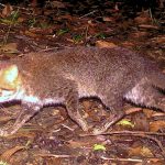 Flat-Headed Wild Cat, Not Seen in 30 Years, Caught on Camera in Thailand : ScienceAlert