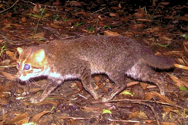 Flat-Headed Wild Cat, Not Seen in 30 Years, Caught on Camera in Thailand : ScienceAlert