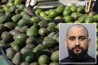 Florida man allegedly steals 400 pounds of avocados to buy Christmas presents for children