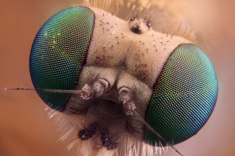 From viruses to elephants, nature thrives on tiled patterns