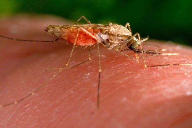 Genetic trick to make mosquitoes malaria resistant passes key test