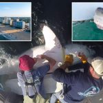 Gerat white shark Bella heads to Virginia Beach for holiday migration