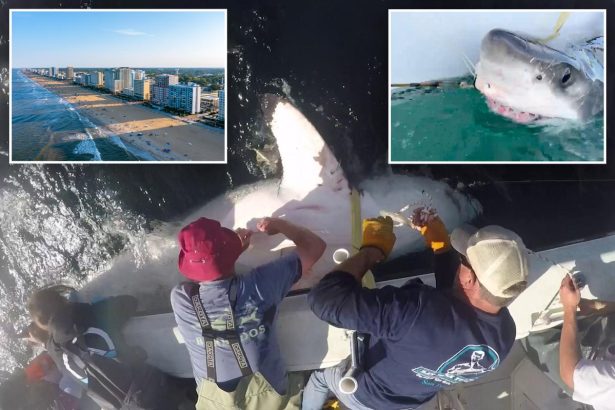 Gerat white shark Bella heads to Virginia Beach for holiday migration