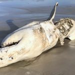 Great White Sharks Were Scared Out of Their Habitat by Just 2 Predators : ScienceAlert