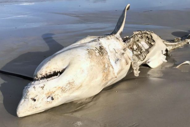 Great White Sharks Were Scared Out of Their Habitat by Just 2 Predators : ScienceAlert