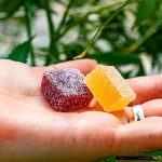 Guest Idea: Functional Snacks Are A Sustainable Solution for Modern Nutrition