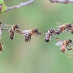 Guest Idea: Inspiring Kids to Care About Bees