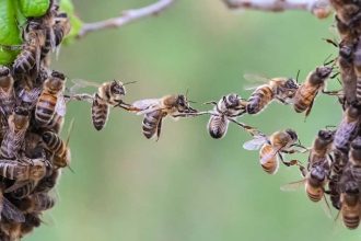 Guest Idea: Inspiring Kids to Care About Bees