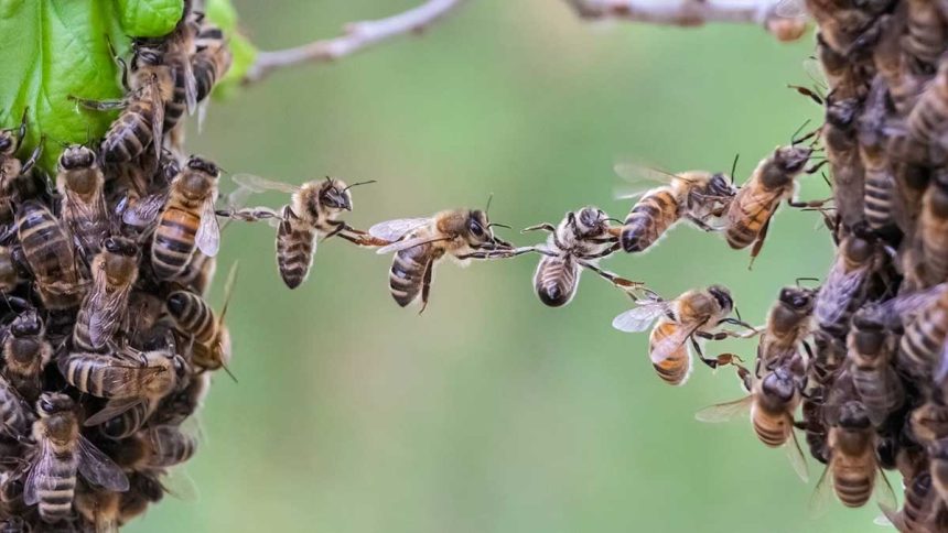Guest Idea: Inspiring Kids to Care About Bees
