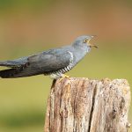 How Animals Form Unlikely Alliances to Keep Predators Away