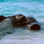 How Scientists Are Decoding Hawaiian Monk Seal Communication