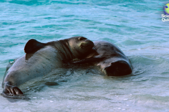 How Scientists Are Decoding Hawaiian Monk Seal Communication