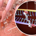 How a bacterial toxin linked to colon cancer messes with DNA