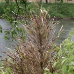 How a species of bamboo could help protect the South from future floods