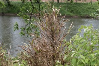 How a species of bamboo could help protect the South from future floods