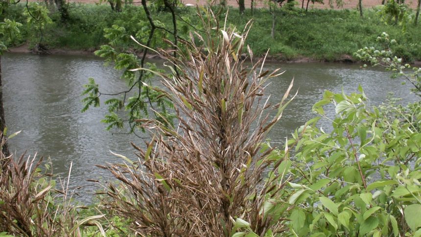 How a species of bamboo could help protect the South from future floods