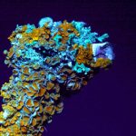 How lab-grown lichen could help us to build habitations on Mars