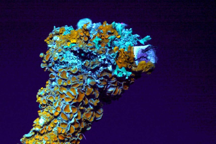 How lab-grown lichen could help us to build habitations on Mars