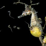 How male seahorses tap into their mothering side