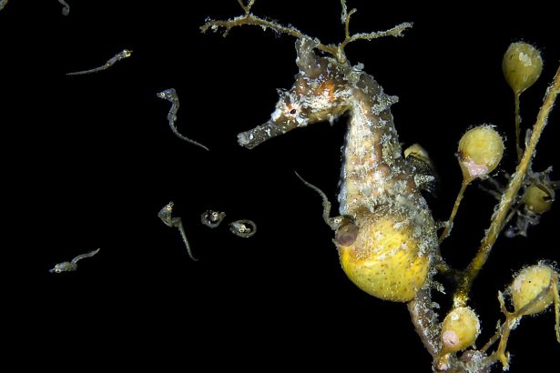 How male seahorses tap into their mothering side