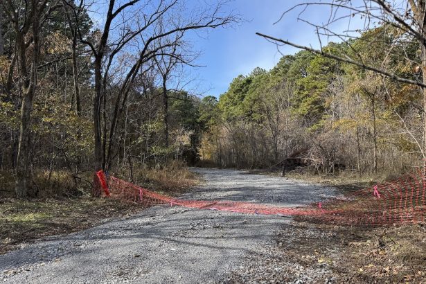 How the Trump administration is fast-tracking logging in national forests