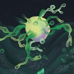 How these strange cells may explain the origin of complex life