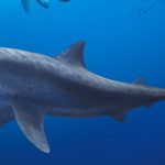Huge relatives of white sharks lived earlier than thought