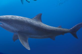Huge relatives of white sharks lived earlier than thought