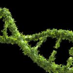 Human-plant hybrid cells reveal truth about dark DNA in our genome