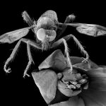 Images reveal the astonishing complexity of the microscopic world