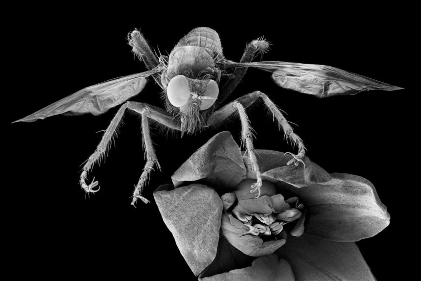 Images reveal the astonishing complexity of the microscopic world