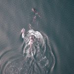 In a first, orcas and dolphins seen possibly hunting together