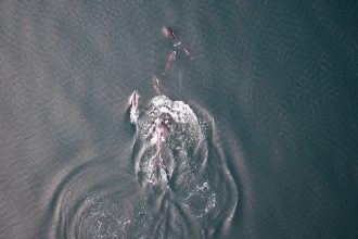 In a first, orcas and dolphins seen possibly hunting together