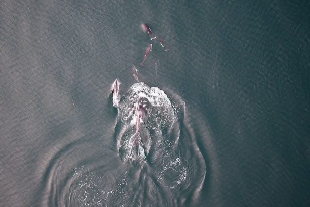 In a first, orcas and dolphins seen possibly hunting together