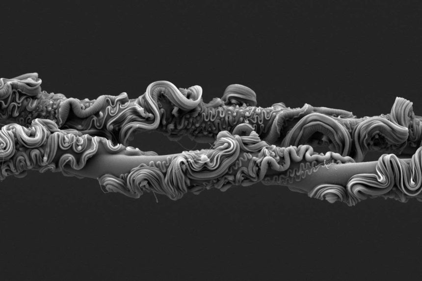 Incredible close-up of spider silk wins science photo prize