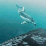 Killer Whales and Dolphins May Team Up to Hunt Salmon