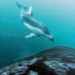 Killer whales and dolphins are ‘being friends’ to hunt salmon together