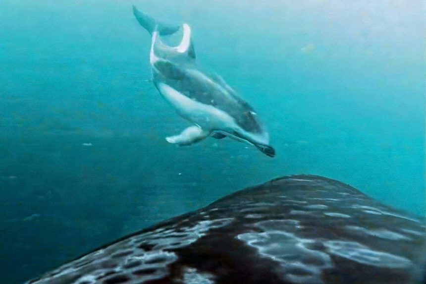 Killer whales and dolphins are ‘being friends’ to hunt salmon together