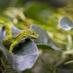 Korean jailed after gecko-smuggling sting