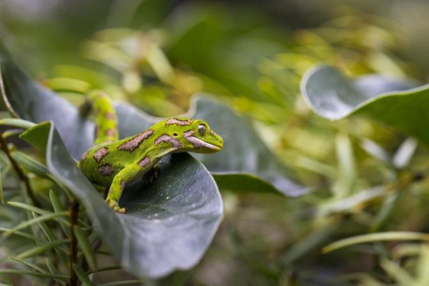 Jail after undercover gecko-smuggling sting