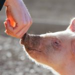 Landmark Pig Organ Transplants Raise a Curious Paradox, Says Ethicist : ScienceAlert